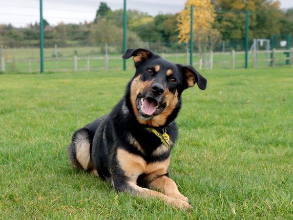 The original photo: a black and tan dog lying on the grass in a park